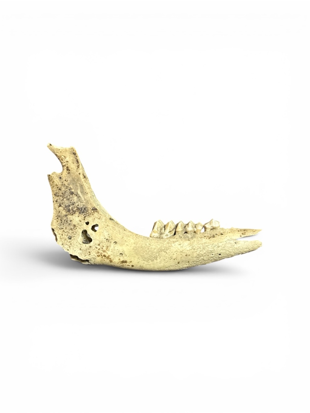 Antique Pleistocene Aged Fossil Bison Jaw Bone Mandible Bison Fossil Bison Jaw